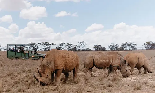 CMI Toyota Monarto Safari Park LandCruiser safari vehicle