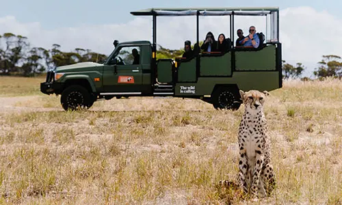 CMI Toyota Monarto Safari Park LandCruiser safari vehicle