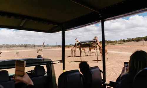 CMI Toyota Monarto Safari Park LandCruiser safari vehicle