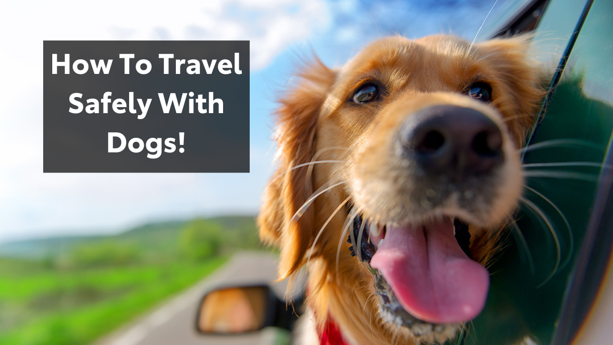 Can Dogs Fly Safely
